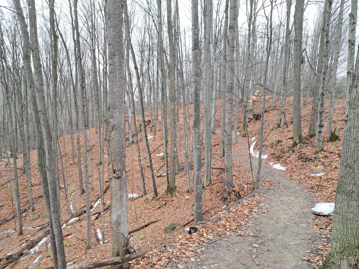 Maplehurst trail